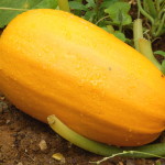 Spaghetti squash covered in raindrops